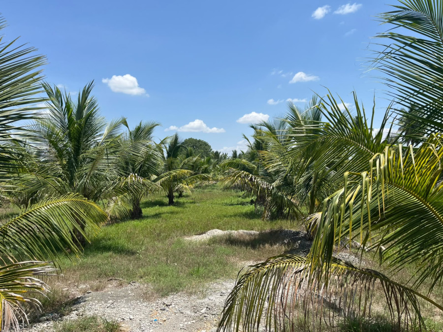 2 Acer / 300 Coconut Trees / 2 Year Old / Hyprid 150 Teak Wood Trees / Kova Mango 1 Keni / Fully Fencing Free Service / 1 Bore Available / Pudukkottai 14 Kilometres / Total Budget 60 Lakhs / FL 662